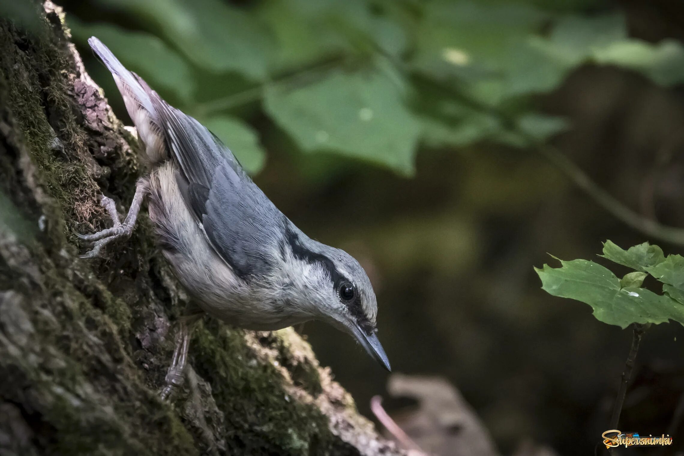 зяблик поползень жаворонок. полевой жаворонок скворец зяблик трясогузка. поползень зяблик дрозд. дятел поползень. птицы зяблик поползень.