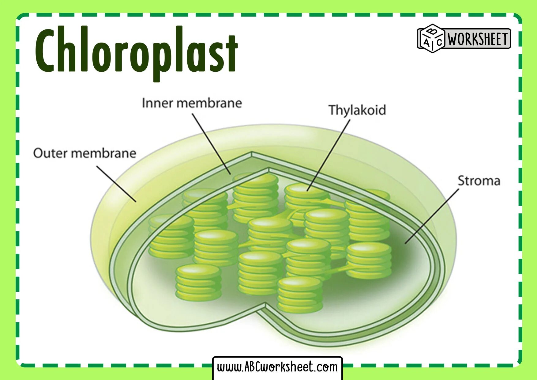 Хлоропласт имеет днк. Строение хлоропласта 3д. Строение тилакоиды хлоропластов. Строение граны в хлоропласте. Строение хлоропласта растительной клетки.