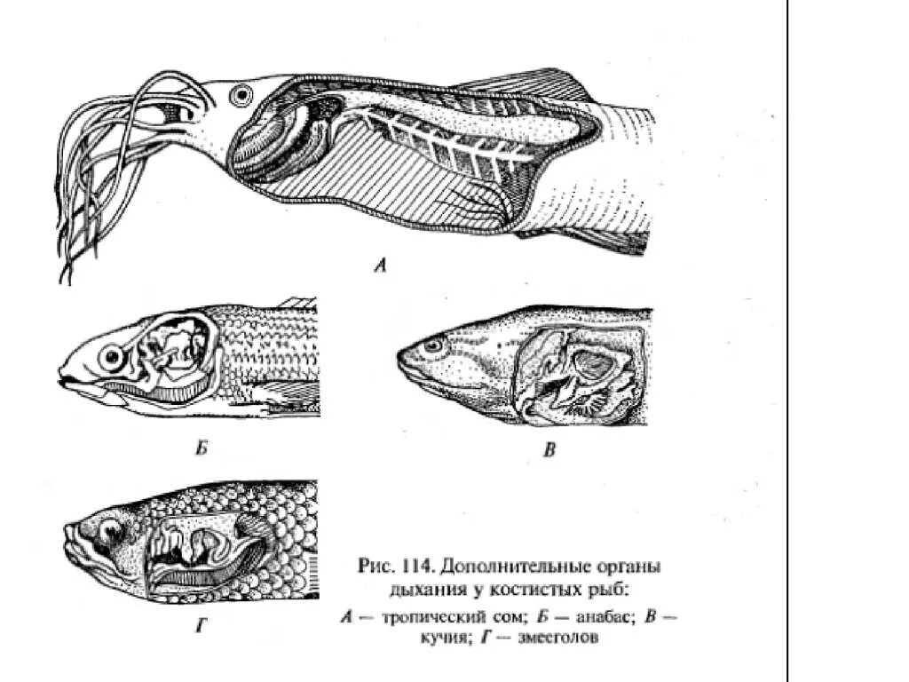 Дыхательная система рыб. Дополнительные органы дыхания. НАДЖАБЕРНЫЙ орган рыб. Дыхательные органы лабиринтовых рыб. Рыба дышащая легкими