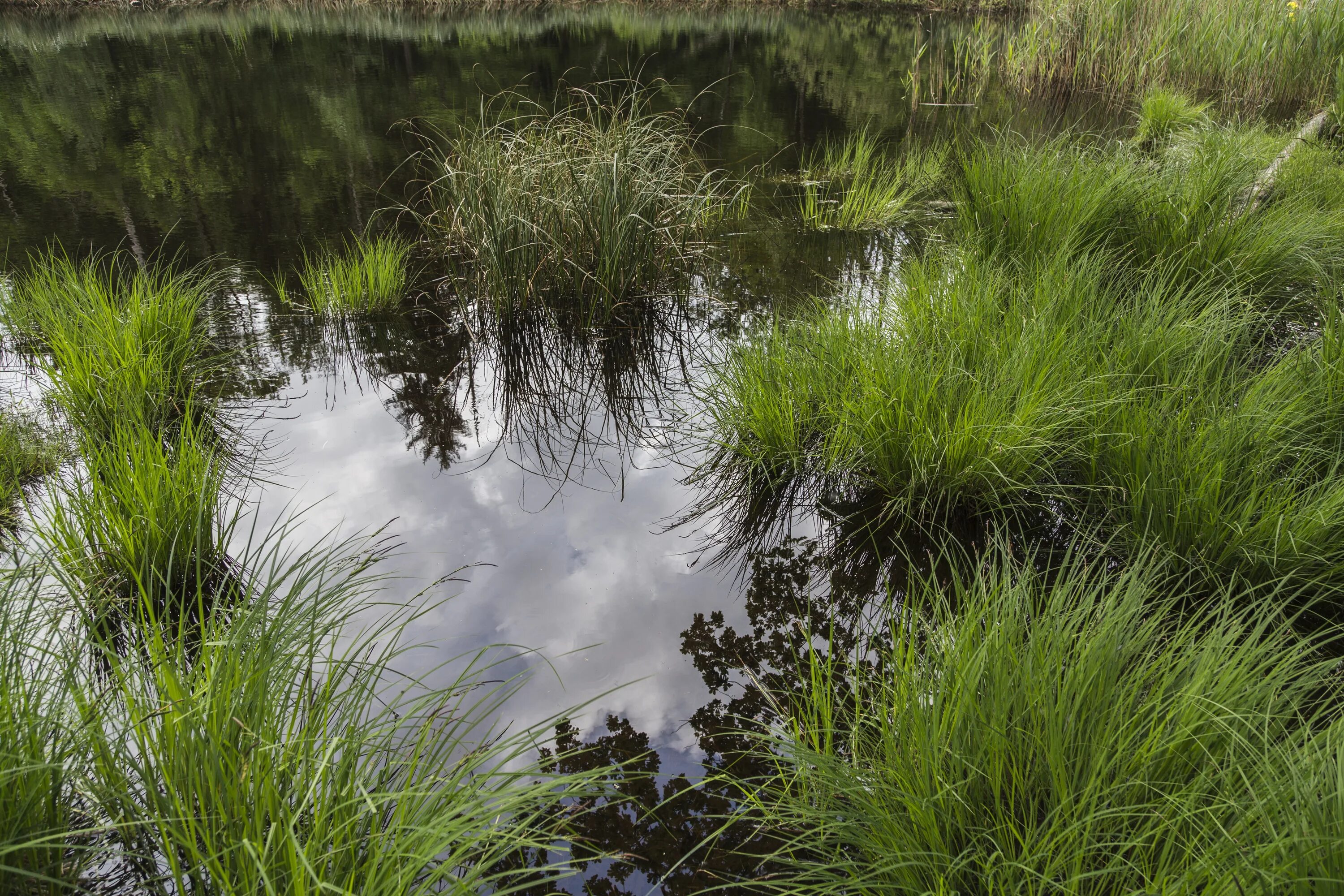 Вологая. Болотистый болотный. Водно-Болотная растительность. Травяное болото. Растительность на болоте.
