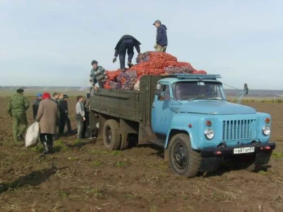 Полуторка в колхозе. ЗИЛ 130 самосвал на уборке. ГАЗ 53 уборочная. ЗИЛ 130 на уборке урожая СССР. ГАЗ 53 В колхозе.