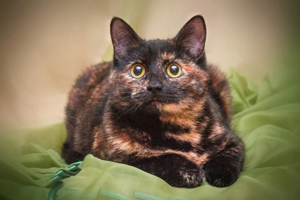 Окрас черепаха. Британская черепаховая кошка. Британская кошка черепаховый окрас. Черно рыжая черепаховая кошка. Британский кот черепахового окраса.