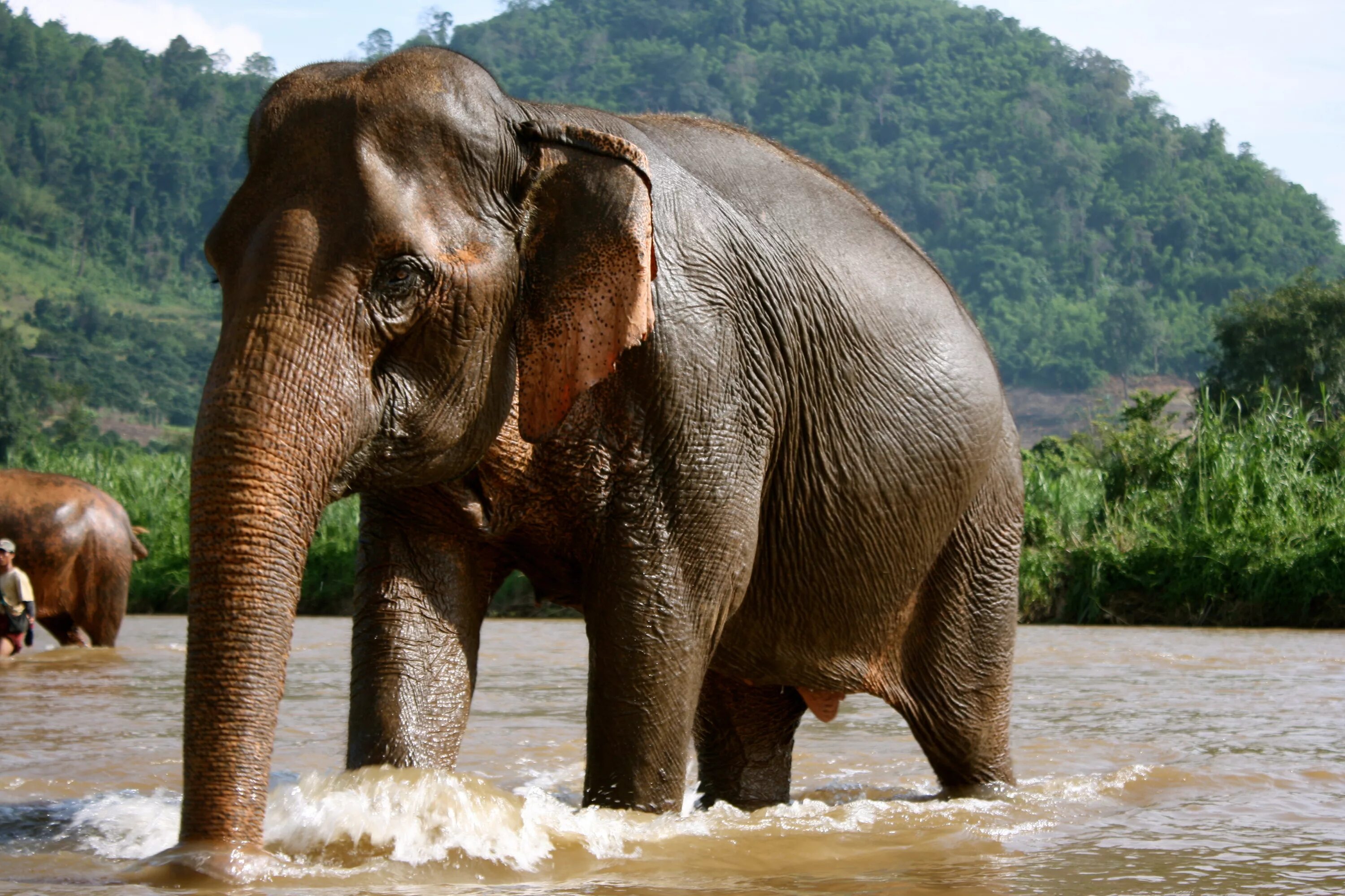 Elephant на русском языке. Н Л О. Слон. Слоны фото. Животные Тайланда.