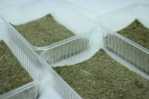 Лотки для микрозелени оптом