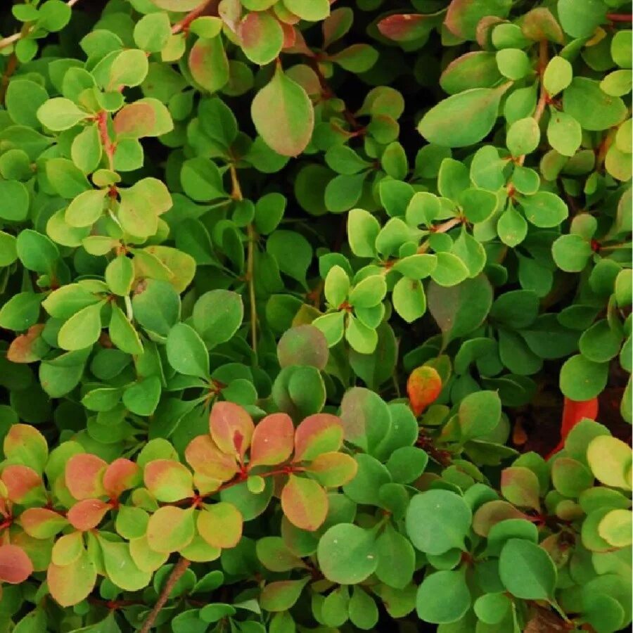 барбарис тунберга обыкновенный. барбарис зеленолистный. барбарис обыкновенный - bеrberis vulgаris. барбарис тунберга. барбарис тунберга зелёнолистный.