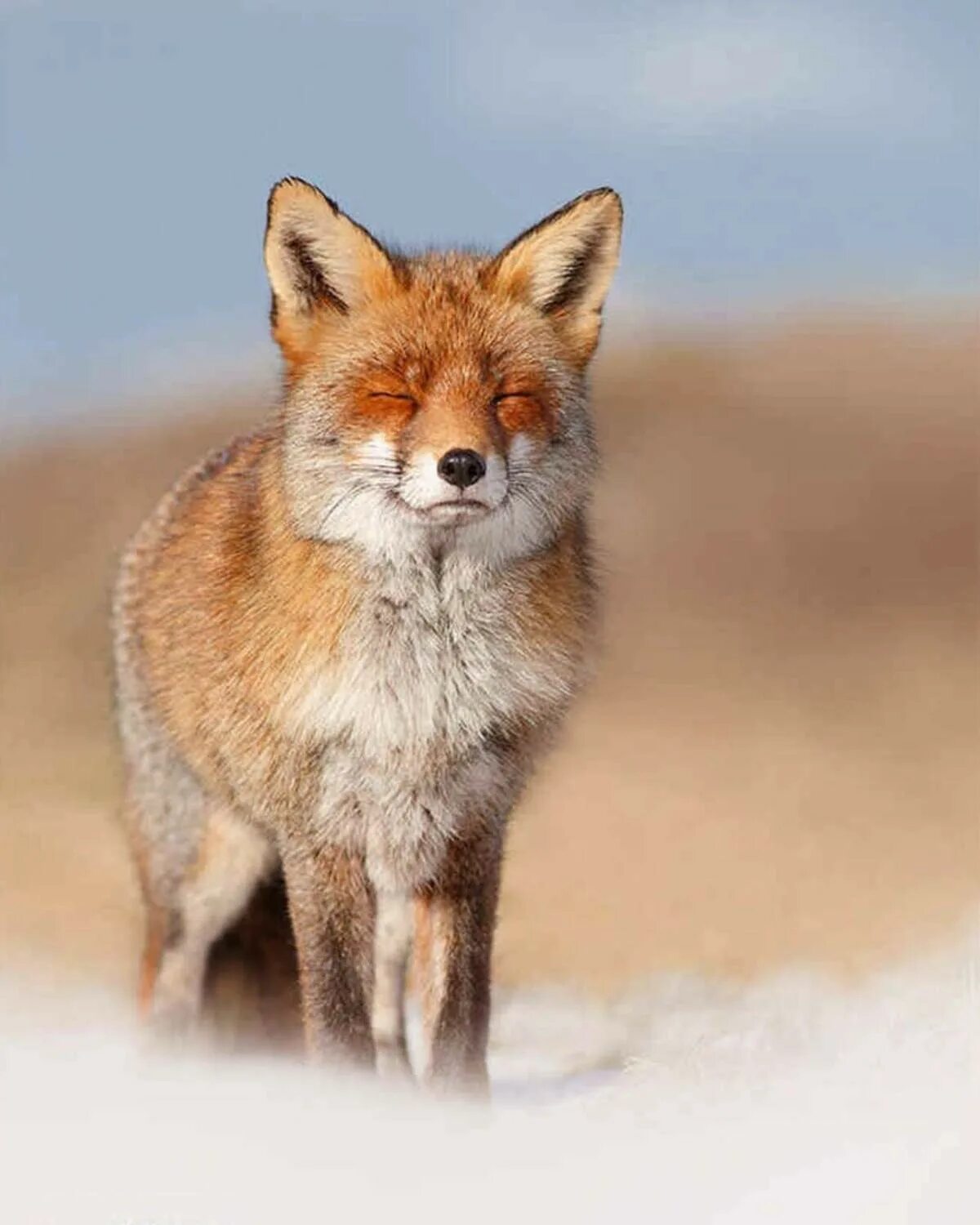 лиса в листьях. лиса на чукотке. лисенок с добычей. лиса в траве. дикая жизнь лисы.