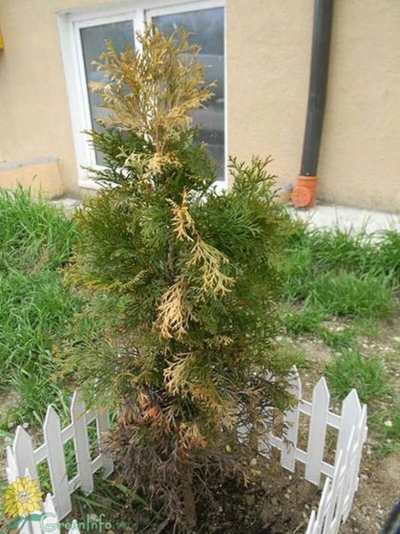 Как реанимировать пожелтевшую тую
