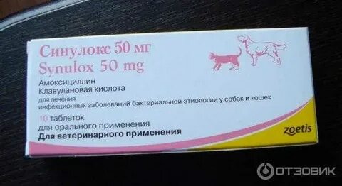 Антибиотики коту амоксициллин