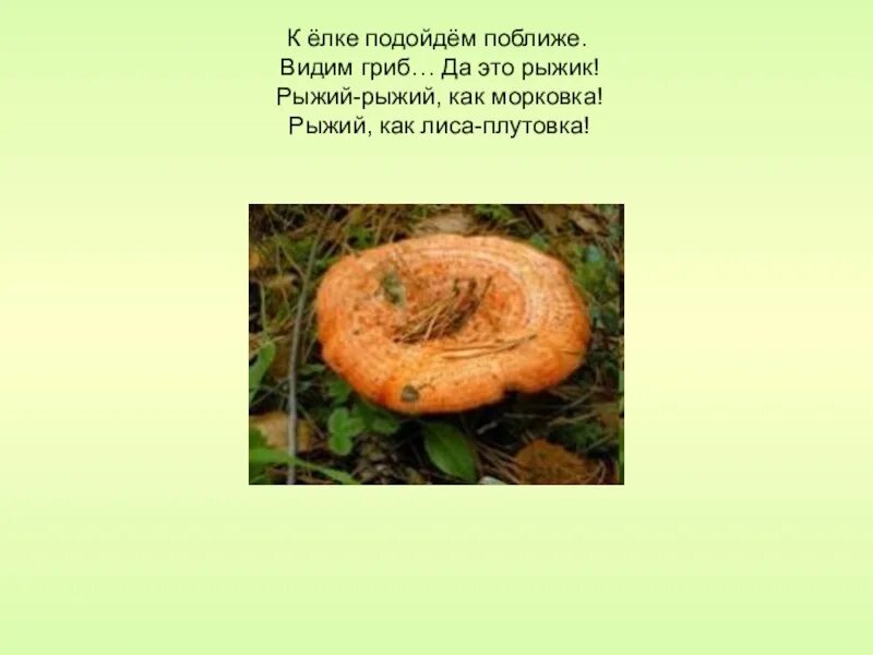 Загадки про грибы рыжики для детей. Загадка про гриб Рыжик. Загадка про Рыжик. Доклад о Рыжике.