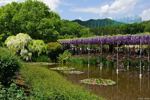 Indigo park