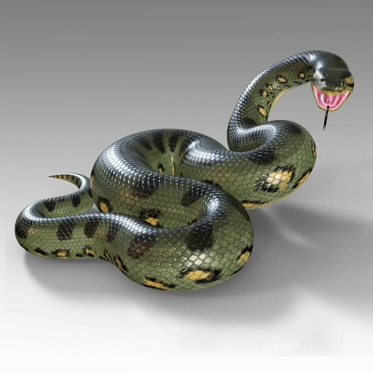 Анаконда змея. Зеленая Анаконда (eunectes murinus). Змеи титана боа и Анаконда. Питон ТИТАНОБОА.