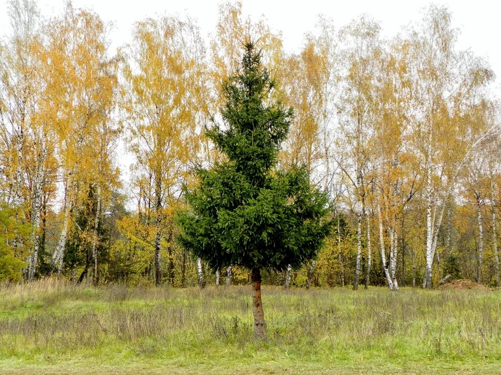 Береза выше ели. Ель осенью. Ель в осеннем лесу. Ель в берёзовом лесу. Ель среди берез.