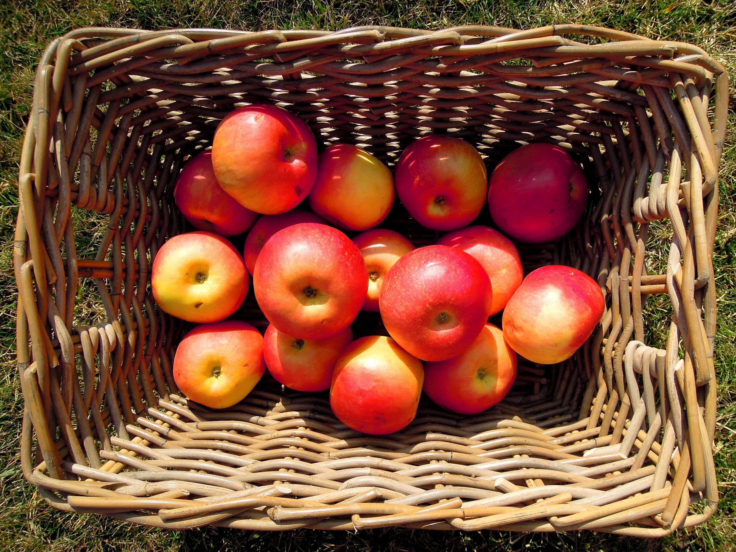 Яблоки десятки. Корзины с яблоками. Корзина с красными яблоками. Лукошко яблок. Яблоки фото красивые.