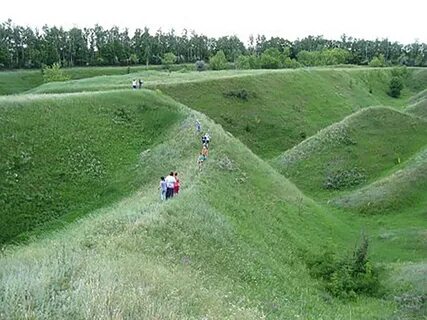 Белгородская засечная