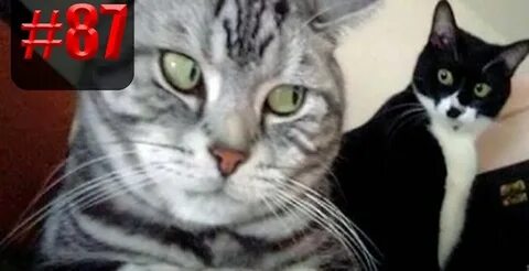 Cats кот видео