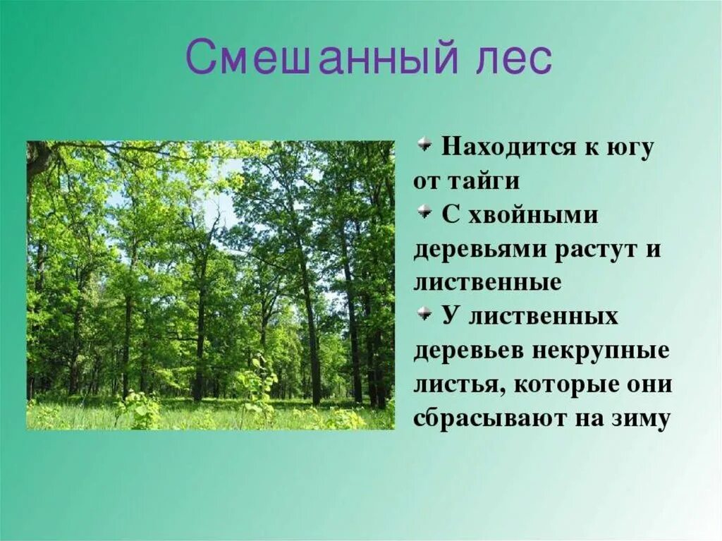 Описание смешанных и широколиственных лесов по плану. Смешанные леса 4 класс. Леса России презентация. Сообщение лиственные леса. Леса для презентации.