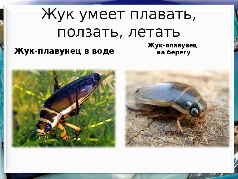 Летает ползает плавает