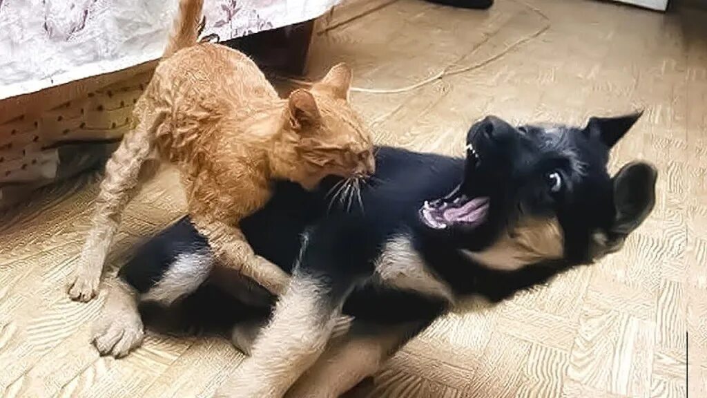 Собака укусила котенка. Собака укусила котенка. Котенок атакует. Кот победил собаку. Собака укусила котенка.
