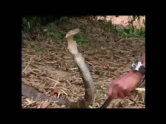 Покажи видео кобра