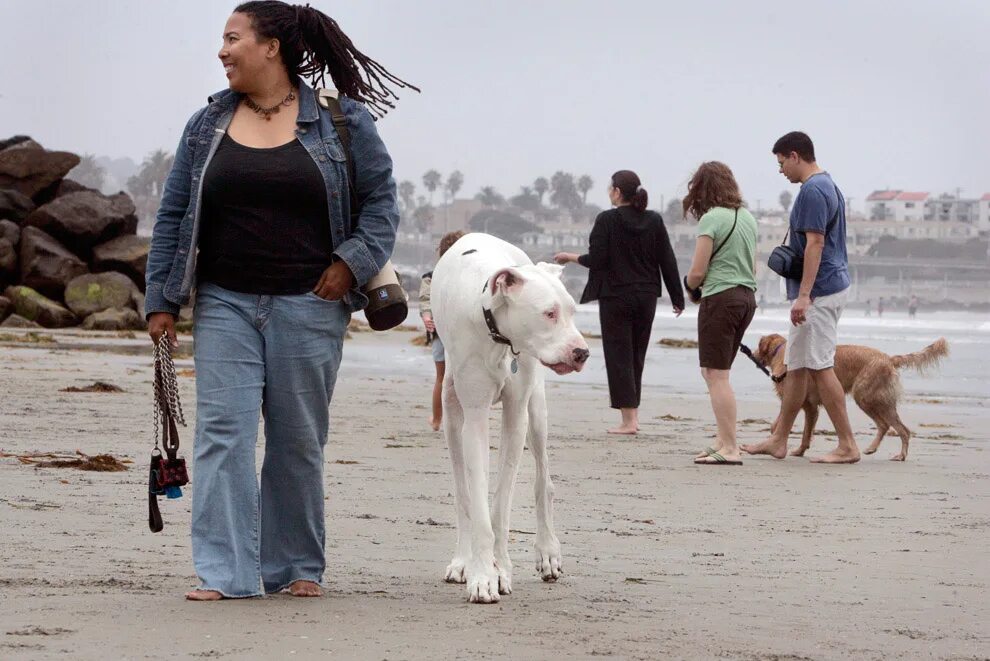 Собаки книга рекордов. Самая большая собака в мире рекорд Гиннесса. Самая большая собака Гинесса. Самые большие собаки в мире рекорды Гиннеса. Дигби, самая большая собака в мире.