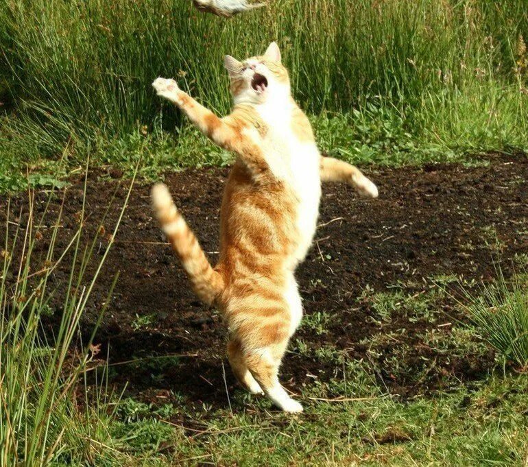 Прикольный рыжий кот. Танцевать. Кошка в прыжке. Танцующие котики. Смешные животные фото.