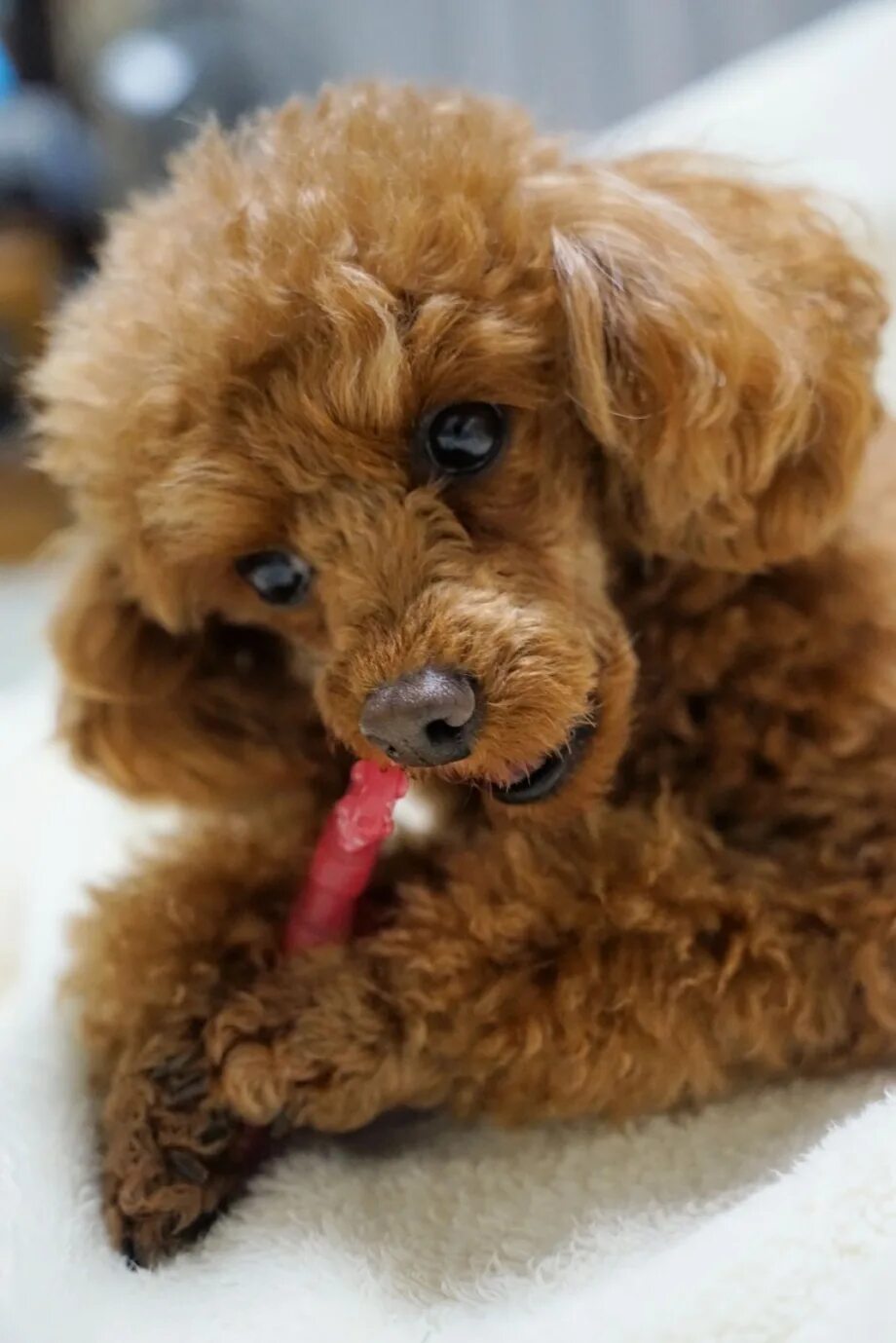 Карликовый пудель персиковый. Той пудель см. Той пудель красный. Той пудель красный. Карликовый пудель.