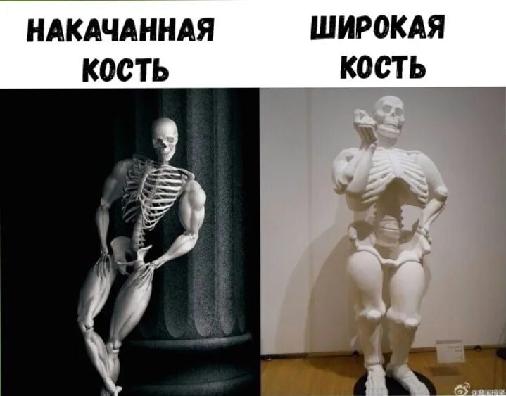 Широкая кость. Скелет с широкой костью. У меня кость широкая. Люди с широкой костью.