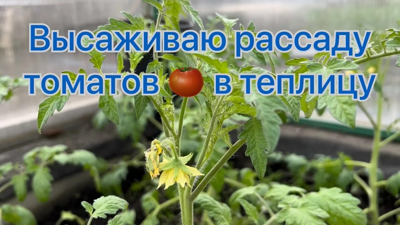 Высадка рассады томатов в теплицу май 2025