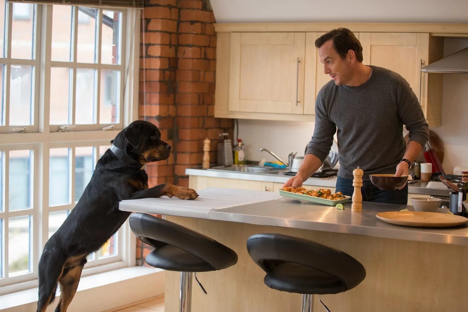 псы под прикрытием 2018. псы под прикрытием 2. псы под прикрытием. псы под прикрытием 2018. собаки под прикрытием.