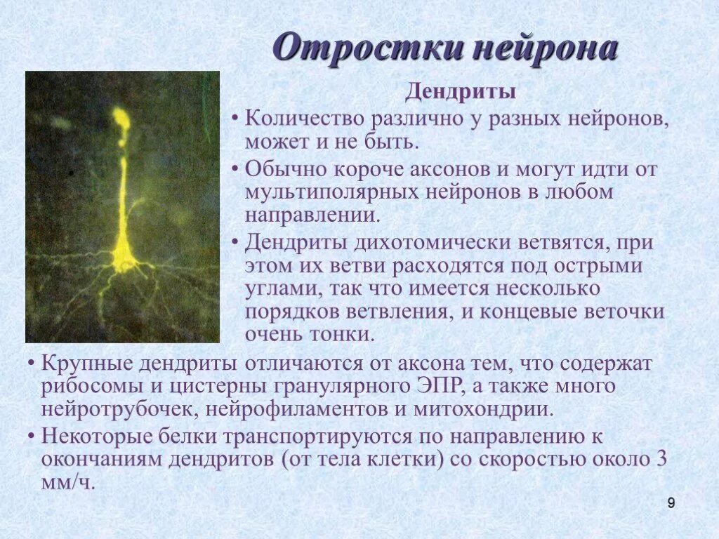 Дендрит это отросток нейрона. Дендриты нервной клетки. Функции дендритов нейрона. Нейроны аксоны дендриты.