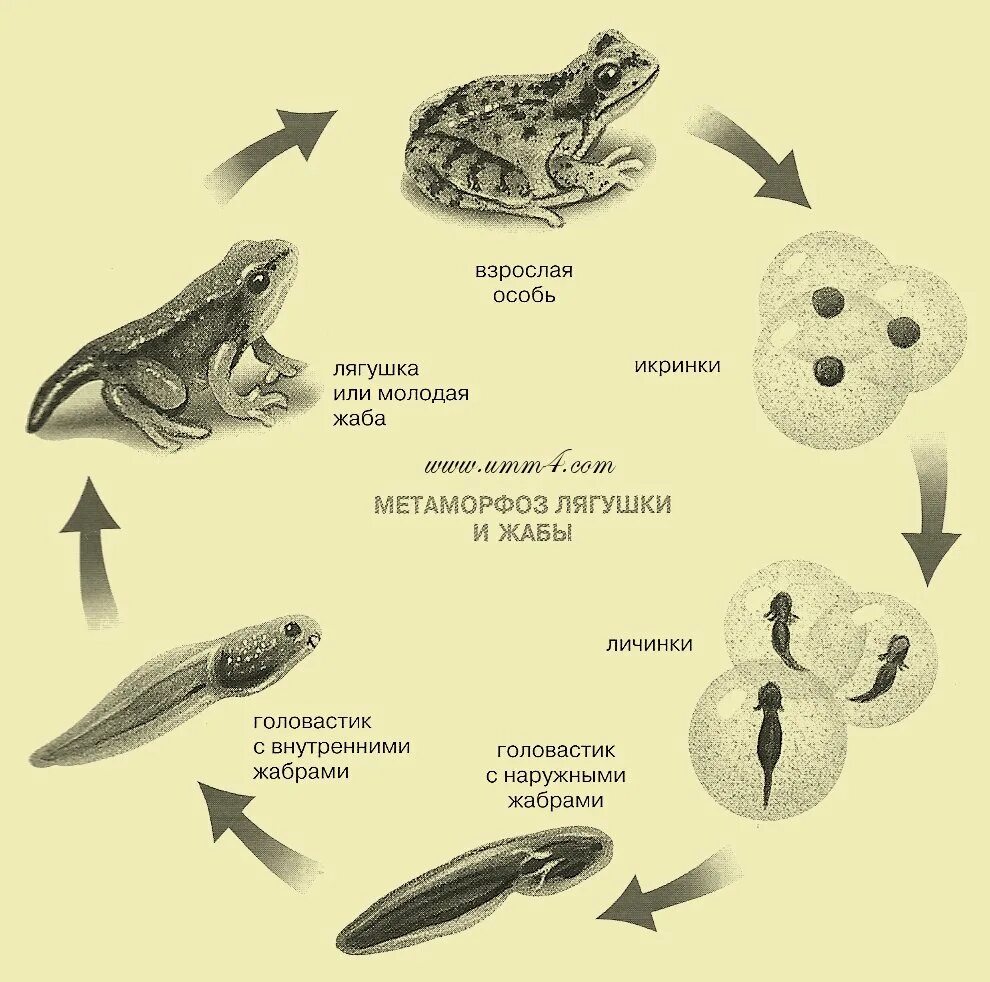 Схема онтогенеза лягушки. Схема развития лягушки 3. Схема развития лягушки 3 класс окружающий мир. Стадии размножения лягушки.