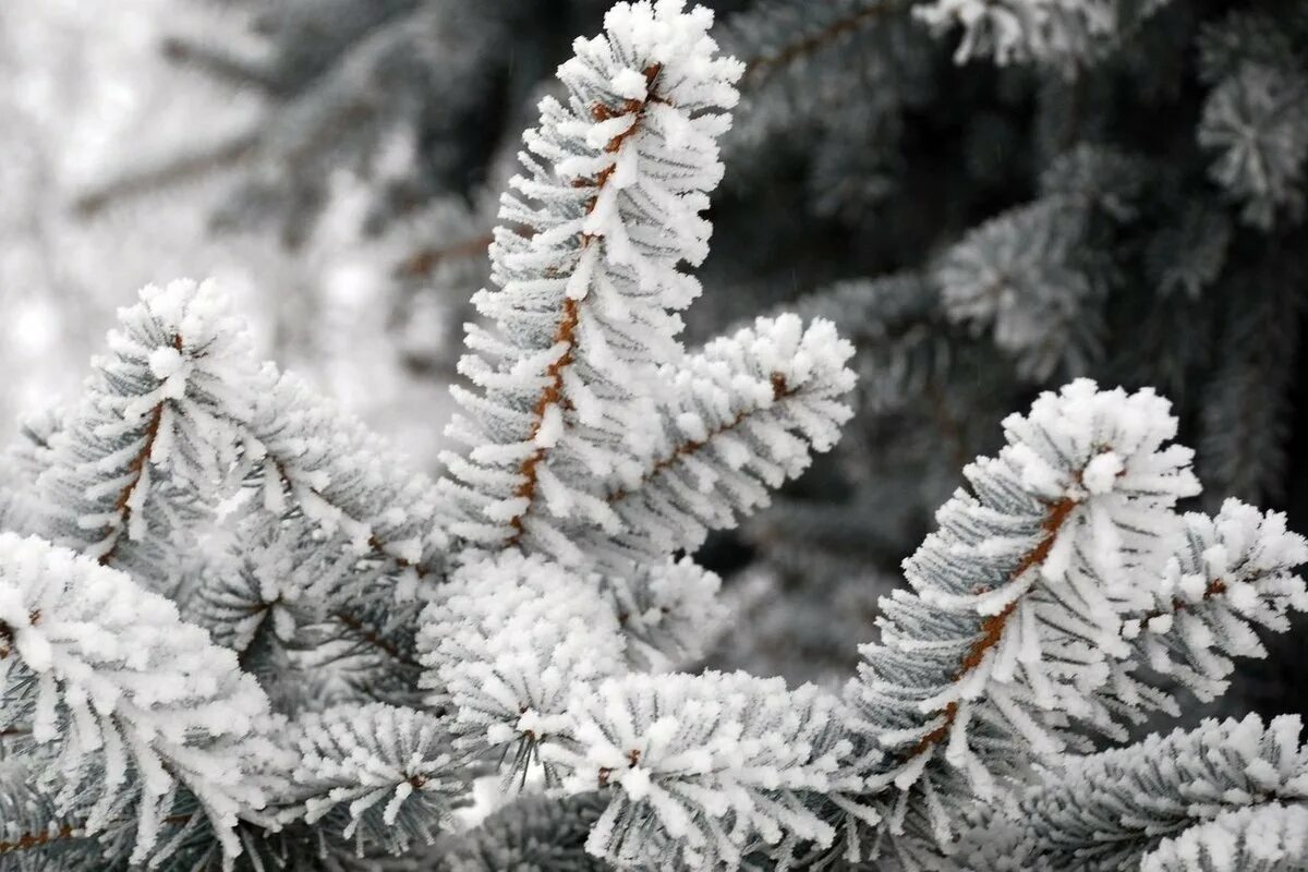 Стихотворение про воду. Таяние сосулек. Вода в природе свойства воды. Ручей в еловом лесу. Вода ели идет.