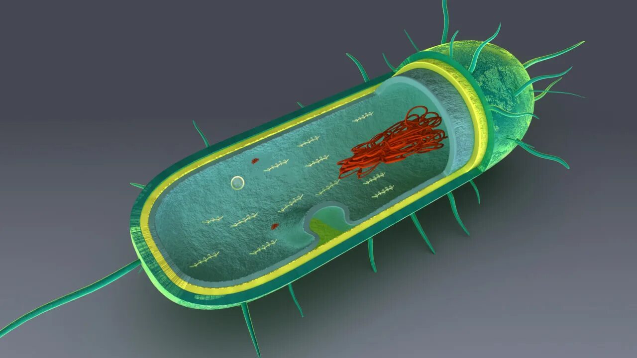 Выход прокариот на сушу. Прокариотическая клетка bacteria. Жгутики Прокариотическая клетка. Прокариот 3д. Прокариотическая клетка 3д моделирование.