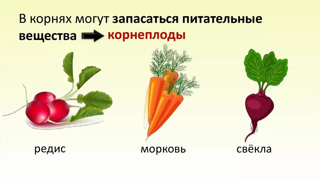 Корневой запас. Запас питательных веществ у растений. Запасающее питательное вещество у растений. Запас питательных веществ в стебле. Запасание питательных веществ у корнеплодов.