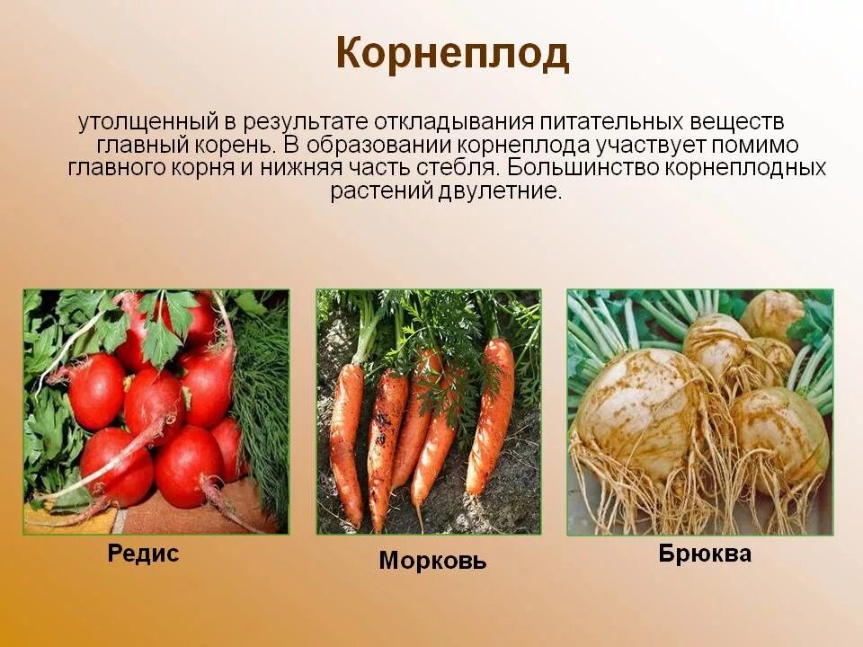 Овощные культуры. Корнеплодные культурные растения. Корнеплод. Корнеплоды овощных культур.