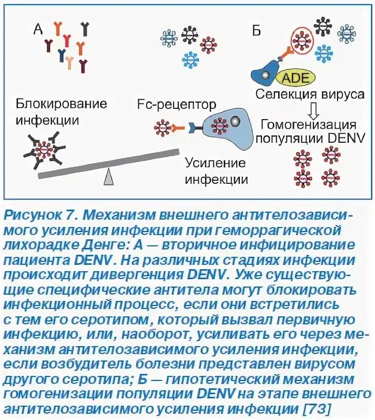 методы селекции микроорганизмов отбор. селекция микроорганизмов примеры штаммов. искусственный, или индуцированный, мутагенез. вирусы в биотехнологии. методы селекции вирусов:.