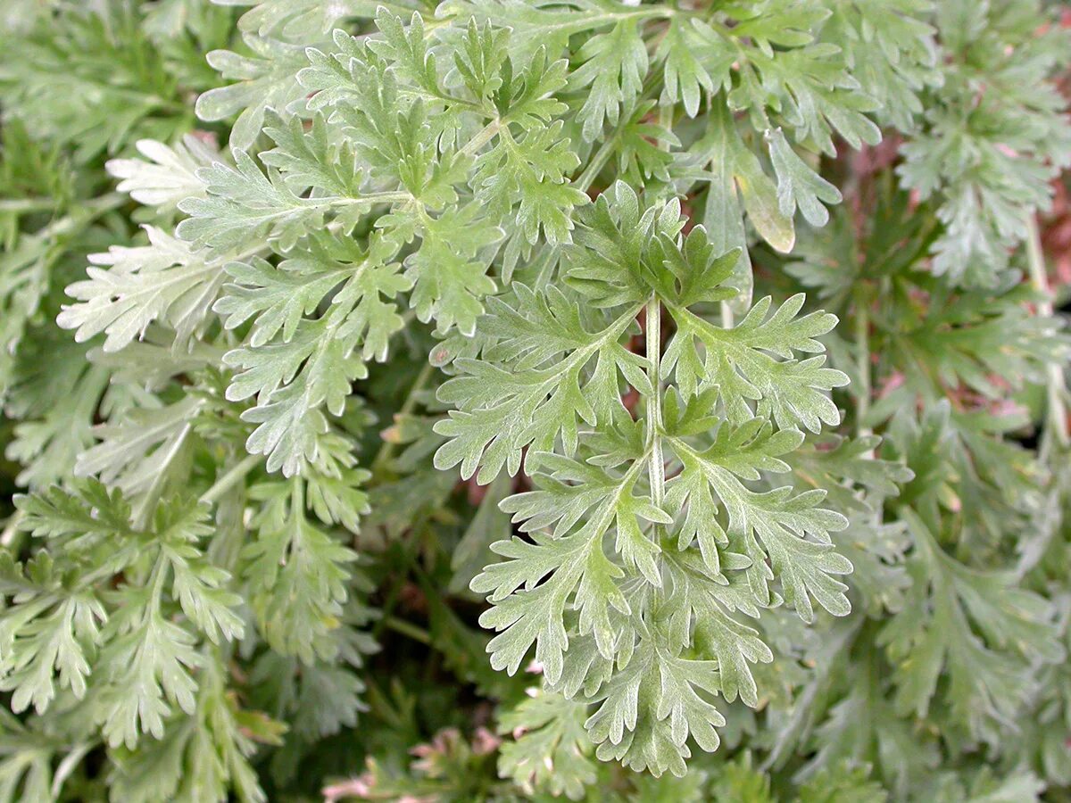 Полынь зачем. Полынь горькая (artemisia absinthium). полынь absinthium. полынь вормвуд. полынь (wormwood).
