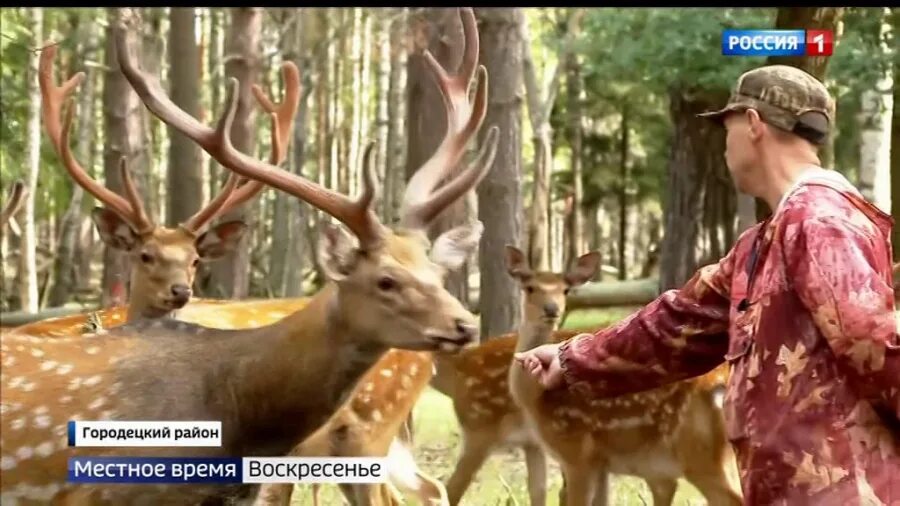 Городец олени. Олени в Городецком районе Нижегородской области. Пятнистые олени в Городецком районе. Копорье Городецкий район олени. Оленья тропа Городецкий район.