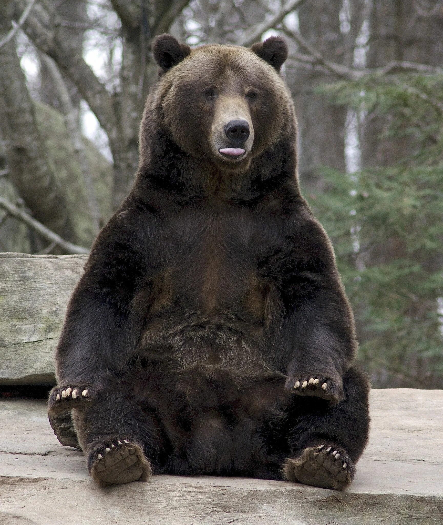 Какой медведь сильнее. Гризли североамериканский бурый медведь. Северная Америка медведь Гризли. Медведь Гризли на задних лапах. Медведь Гризли с медвежатами.