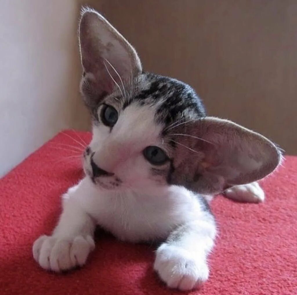 Ушастый кот порода Ориентал. Кот с большим носом и уша. Порода кошек с огромными ушами.