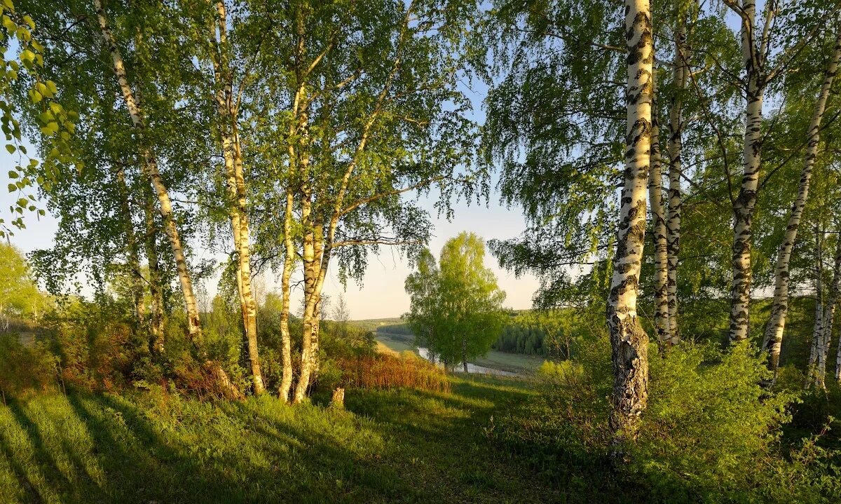 Тропами родного края. Деревенские тропинки Марий Эл. Березовые Рощи Марий Эл. Российские просторы березы Есенин. Березы в Марий Эл.