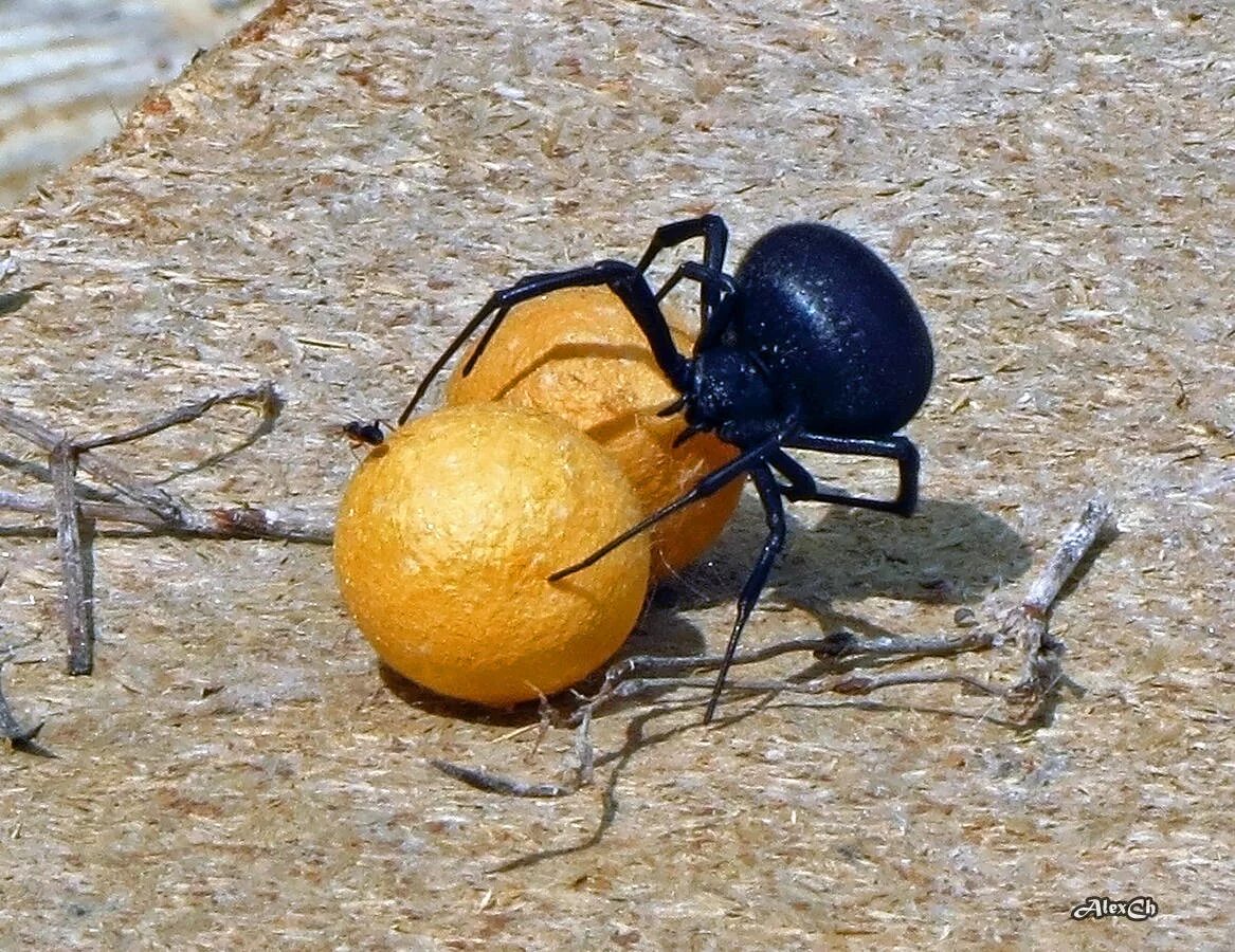 чёрная вдова паук самка. каракурт паук. самка каракурта съедающая самца 8 букв сканворд. паучьи яйца. чёрная вдова паук самец.