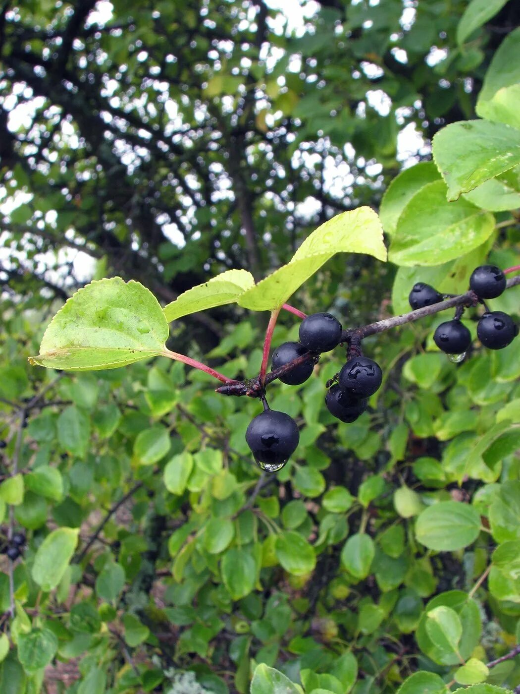 Жостер слабительный. Крушина слабительная (rhamnus cathartica). жостер слабительный (rhamnus cathartica). жостер слабительный крушина. жостер слабительный (rhamnus cathartica l.).