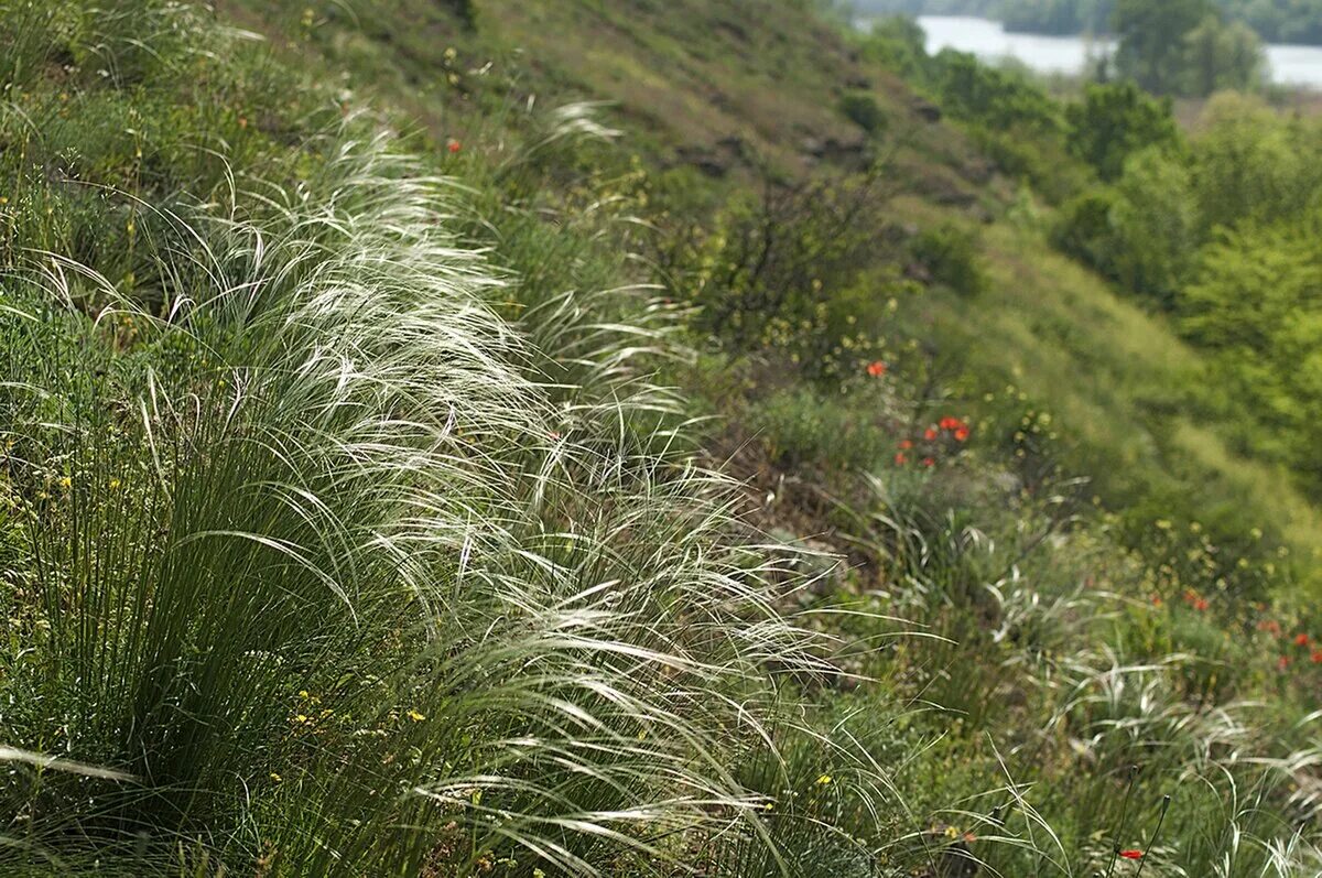 Ковыль Залесского Stipa Zalesskii. Ковыль Залесского - Stipa Zalesskii Wilensky. Ковыль украинский. Ковила Днипровська.