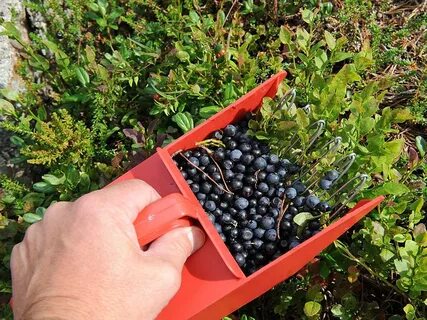 Как переработать смородину