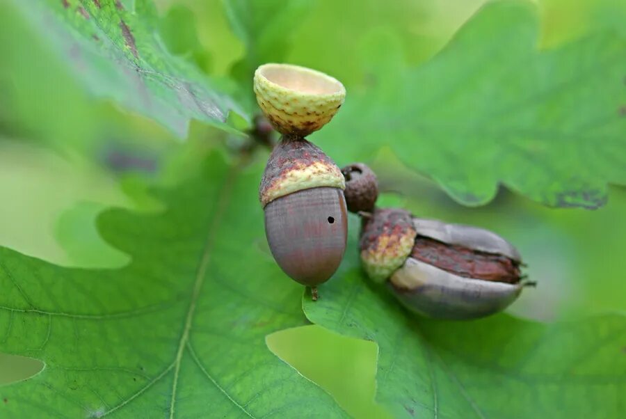 ли людям есть желуди. ли людям есть желуди. жёлуди дуба применение. орех внутри желудя. нельзя орехи.