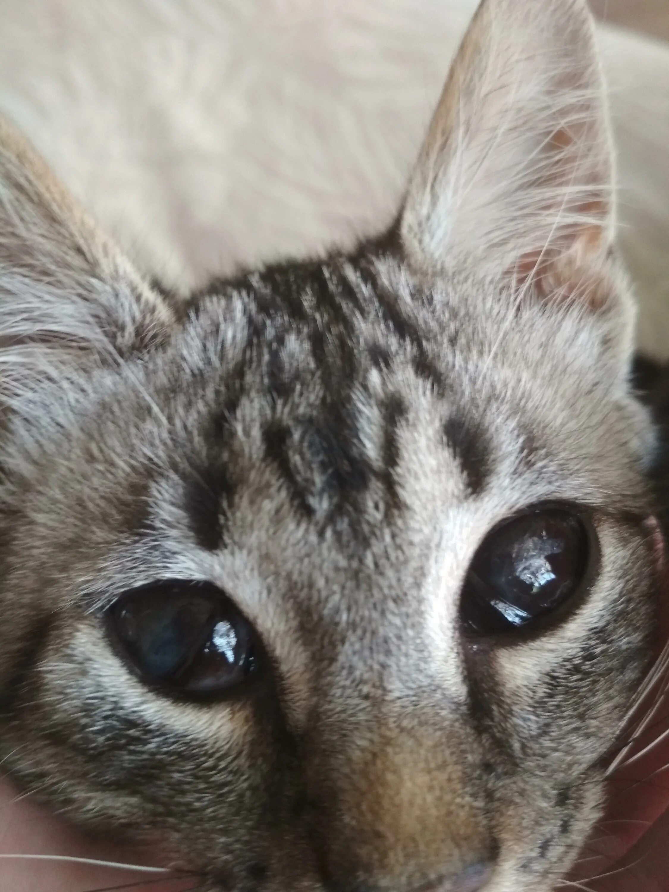 Котика, слепого на один глаз, никто не хотел взять к себе (фото) О кошках и не т