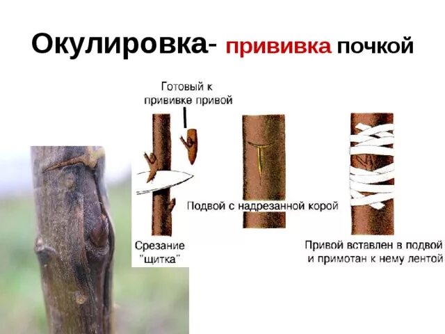 Прививка почкой какое время. Вегетативное размножение прививкой окулировка. Прививка растений окулировка. Вегетативное размножение прививкой 6 класс. Размножение прививкой 6 класс.