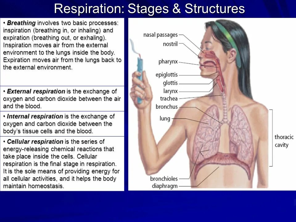 Дыхание и память 18 глава. Respiration System таблица. The breathing process. Respiration Breathe. What is respiration.