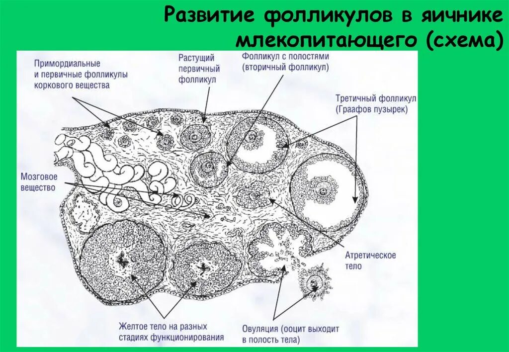 Внутреннее строение яичника. Яичник млекопитающего препарат гистология. Строение фолликула гистология. Строение фолликула яичника гистология. Стадии развития фолликула схема.